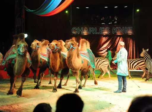 Camels are one of the animals that are still used in circuses in Britain.