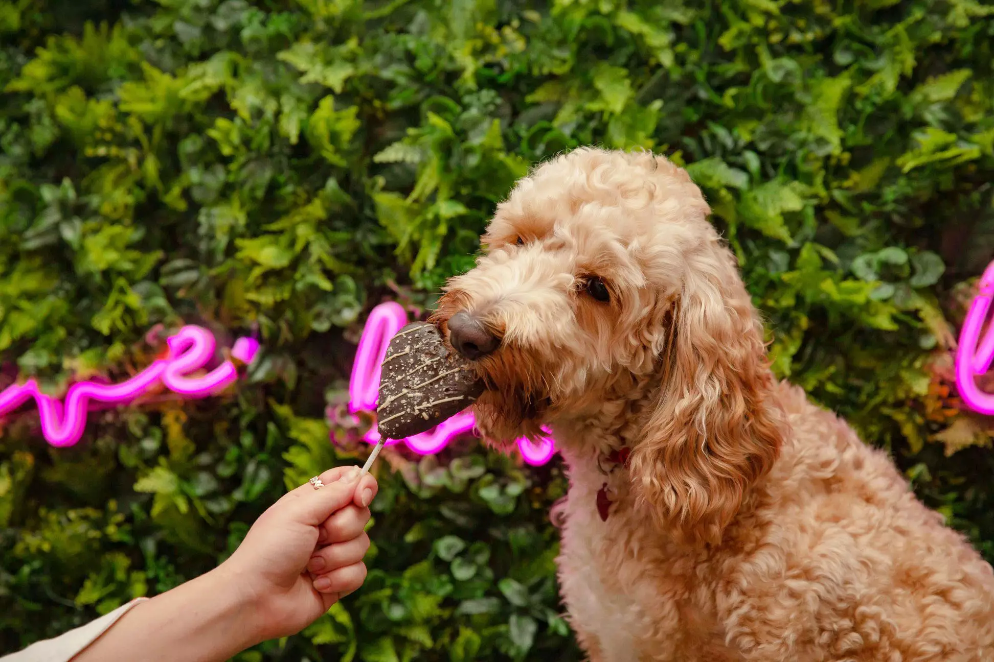 Your dog can enjoy a host of sweet treats (
