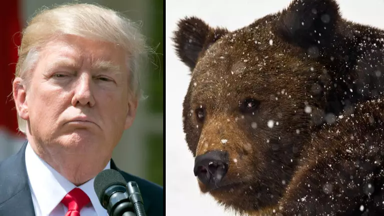 Donald Trump Has Made It Legal To Shoot Bears During Their Hibernation