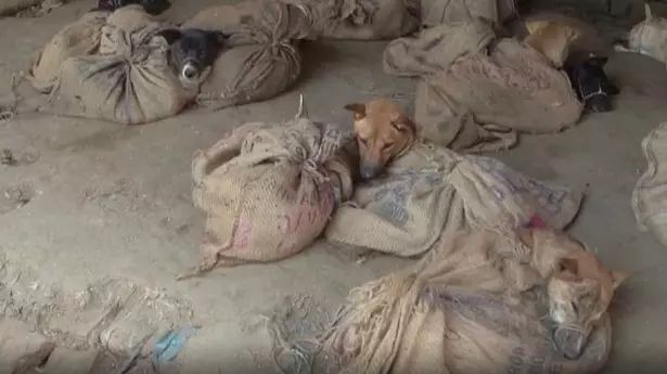 PETA Video Shows Dogs Tied In Sacks And Charred Monkey Hands At Indian Wet Market