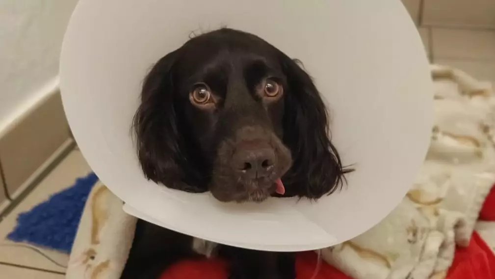 Owner Issues Warning After Pet Dog Nearly Died After Eating Face Mask