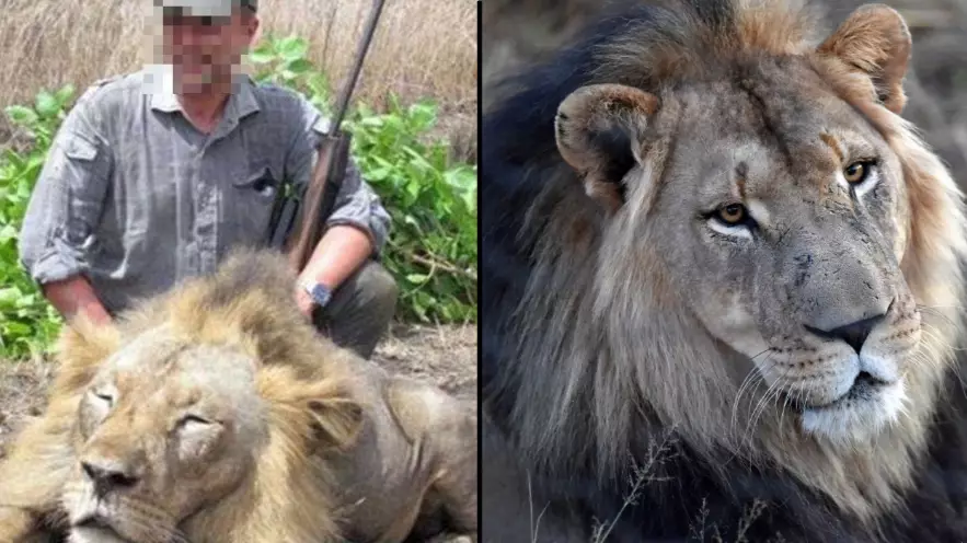 Thousands Of Lions Are Being Bred On Farms To Be Shot By Hunters