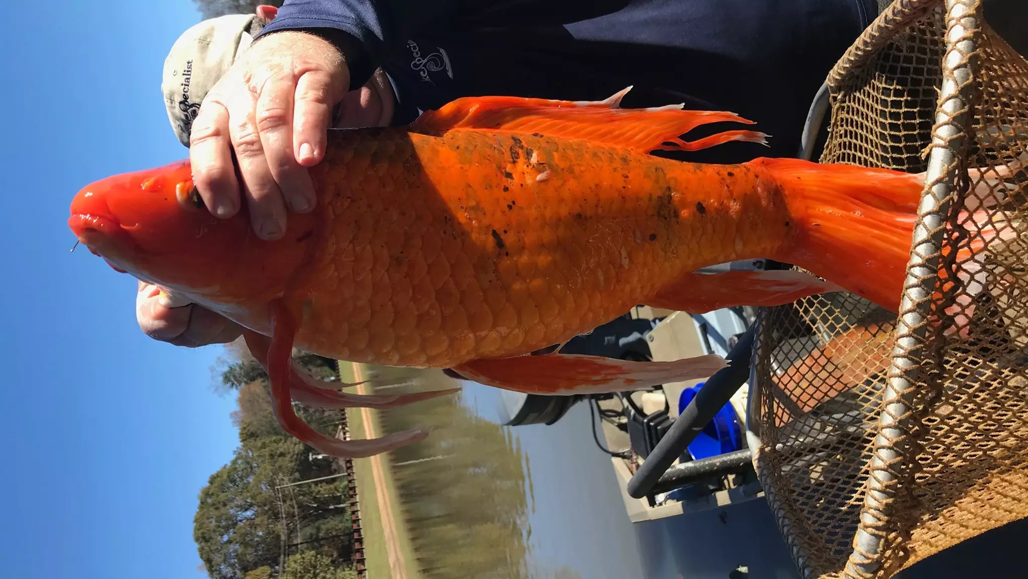 Fisherman Catches 9lb 'Goldfish' 15 Times The Average Size In Lake