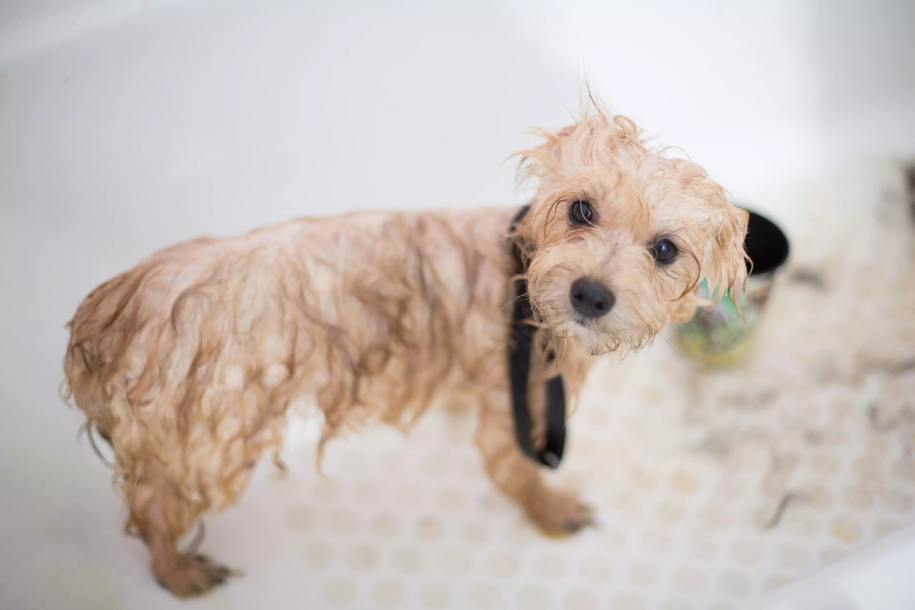 Your pooch needs a pamper too! (