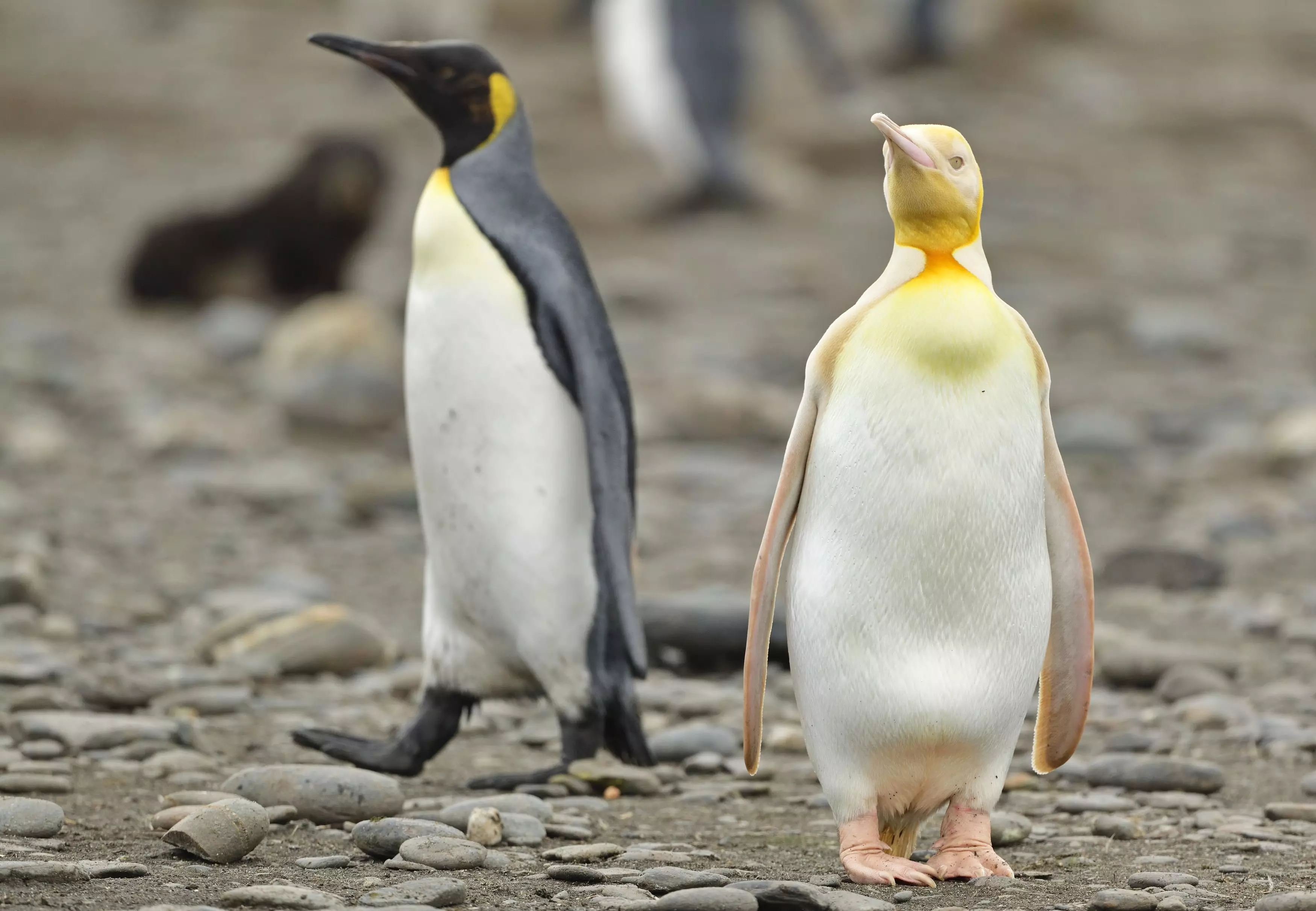 The unique penguin has a bright yellow plumage instead of the usual black feathers (