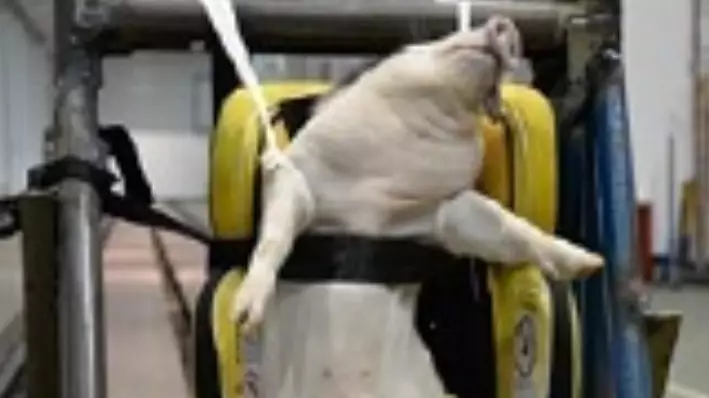 ​Live Dogs And Pigs Used As Test Dummies For Cruel Car Crash Experiments