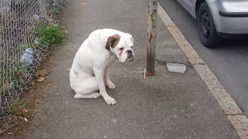 Heartbreaking Picture Shows Abandoned Boxer Dog Left Chained To Lamppost 