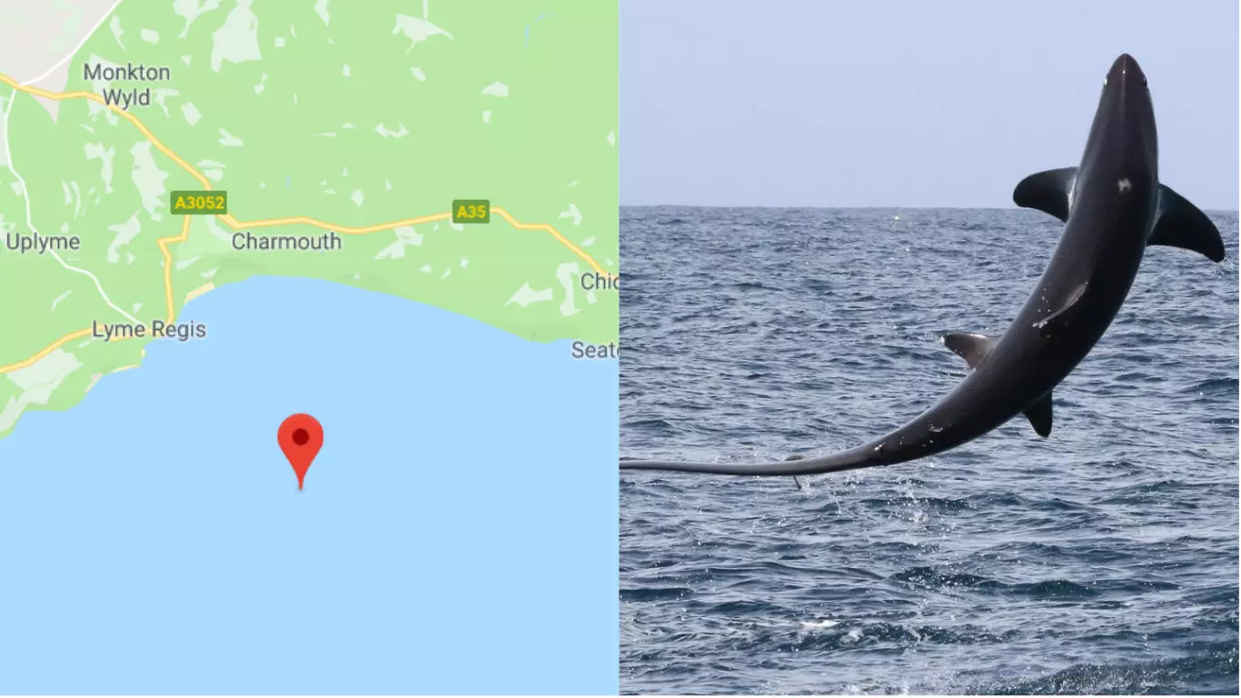 ​Man Captures Snap Of 15ft Shark Leaping Into Air Off Devon Coast