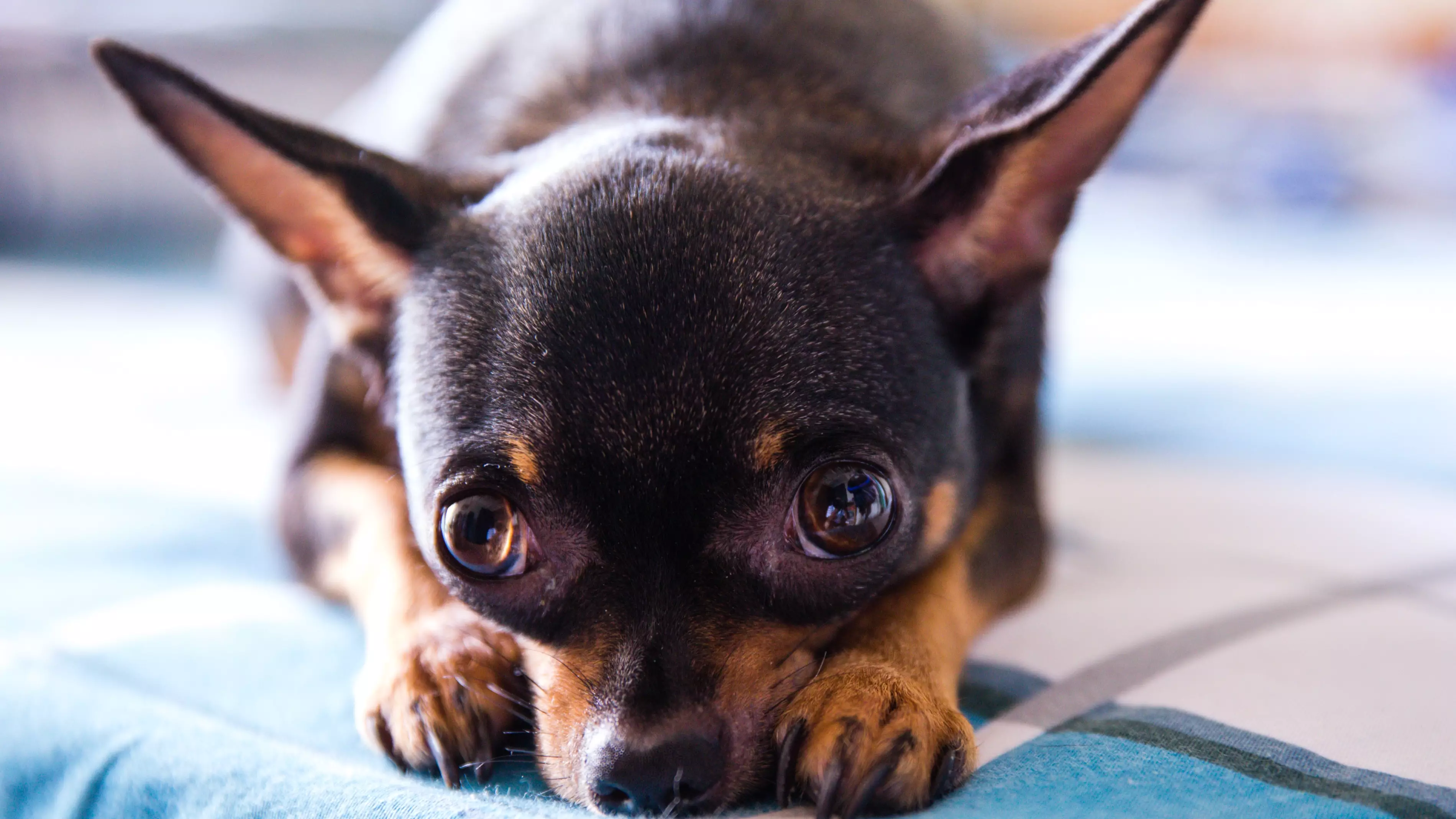 Cruel Breeders Have Been Cutting Tiny Dogs' Vocal Cords To Stop Them Barking