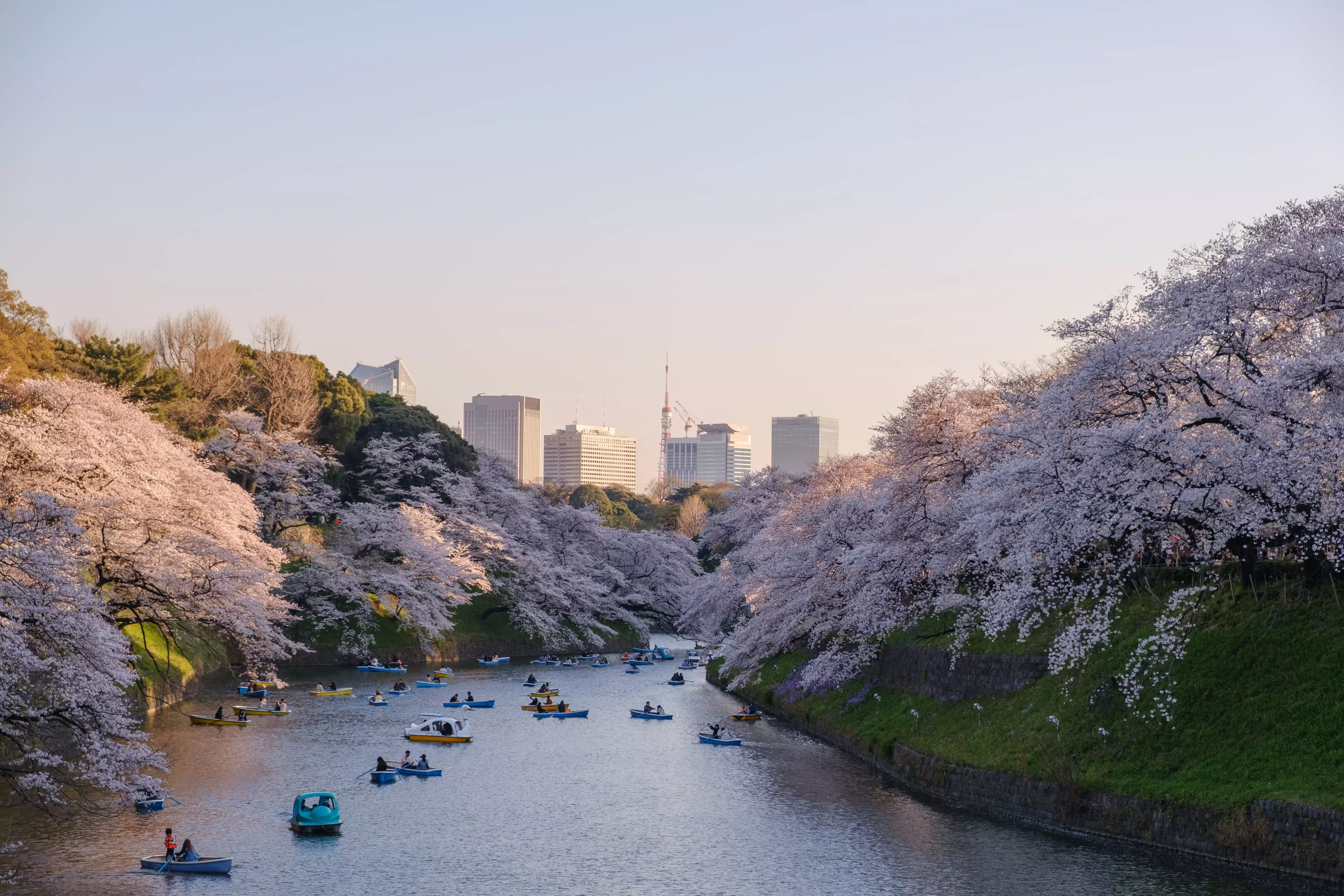 As a travel tester you'd be reviewing sights like Japan's iconic cherry blossoms via Google Earth (