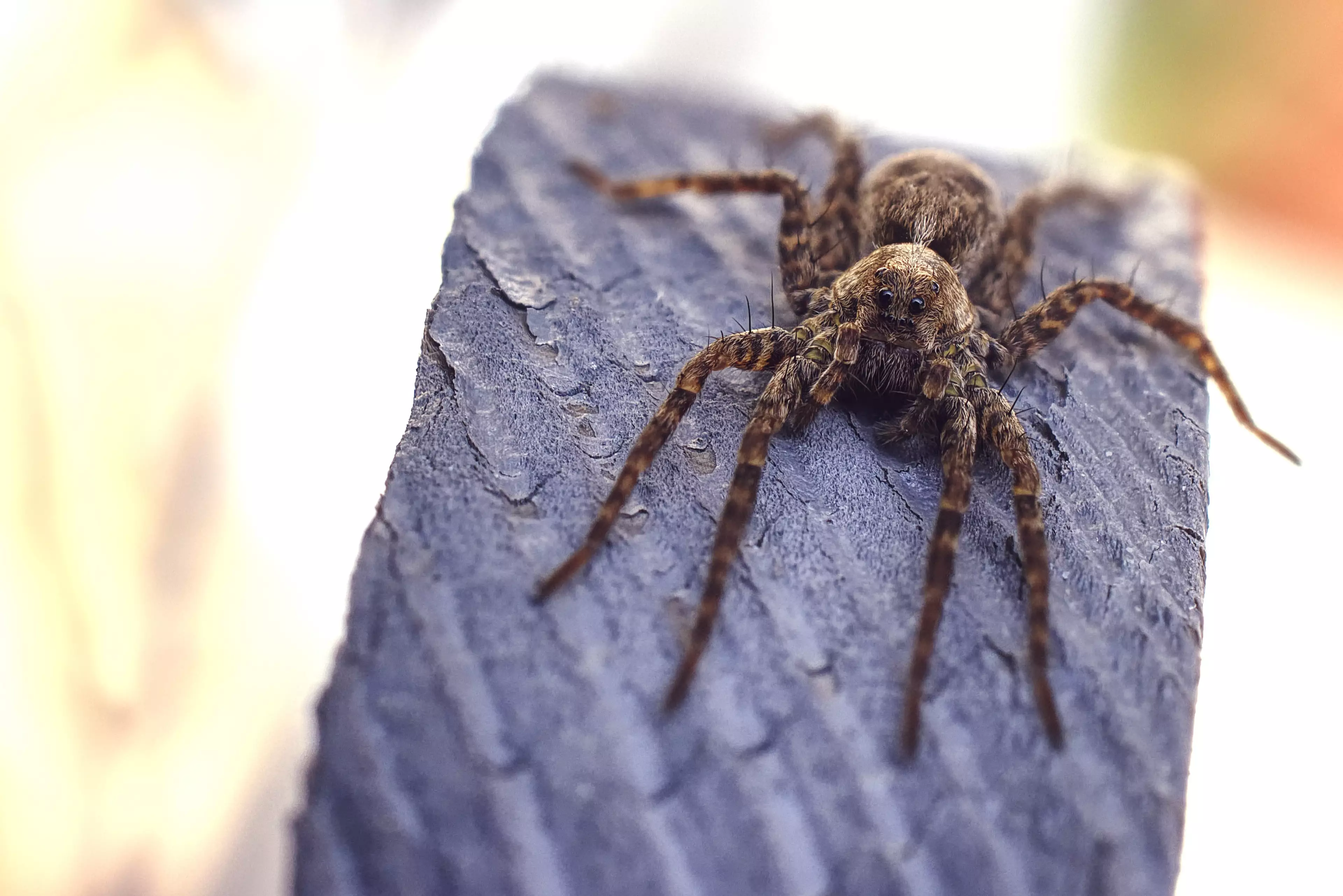 Huntsman spiders are very common in Australia (
