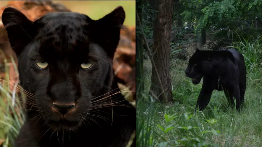 Police Issue Warning After 'Black Panther' Spotted In Scotland 