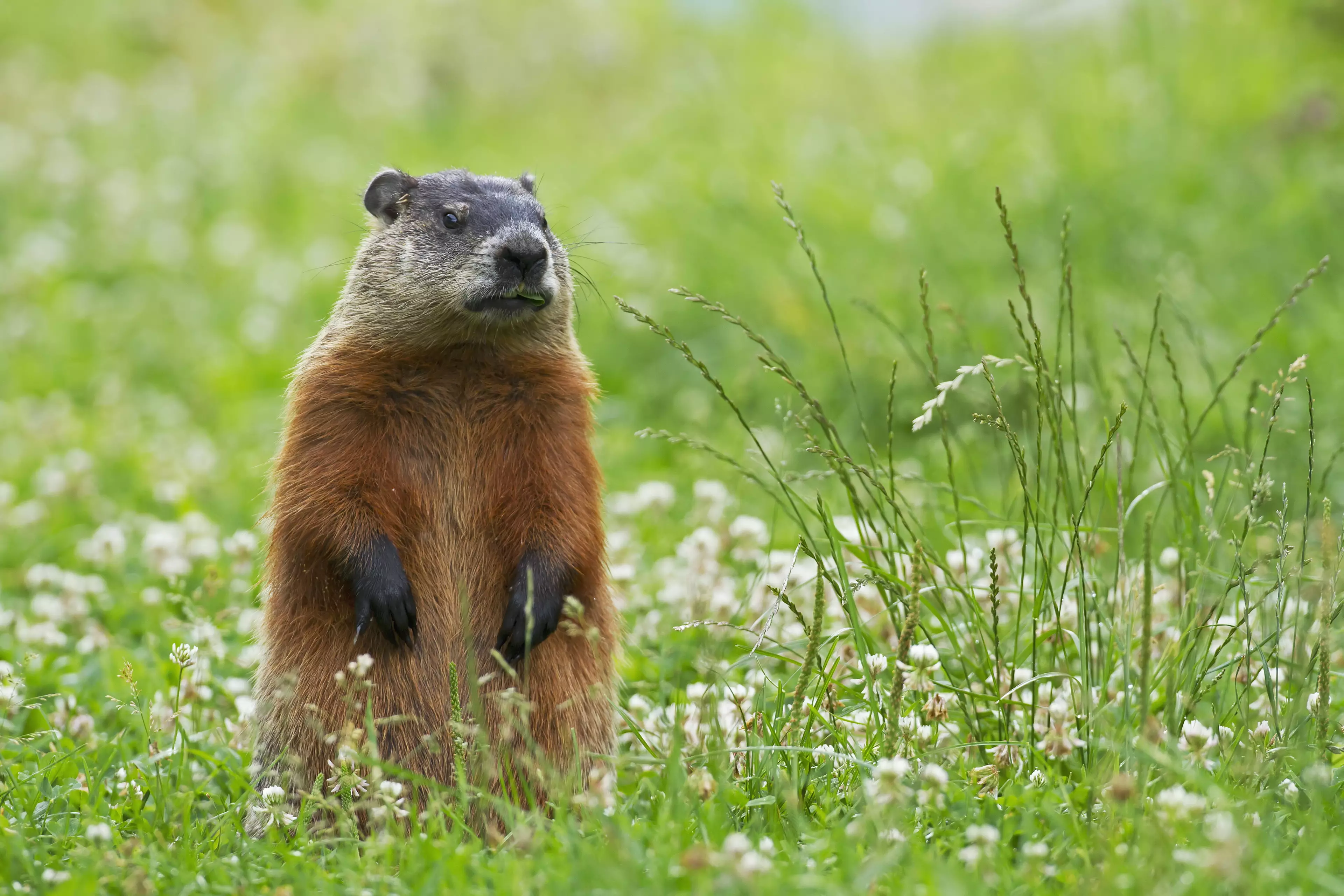 The couple fell ill after reportedly eating contaminated marmot.