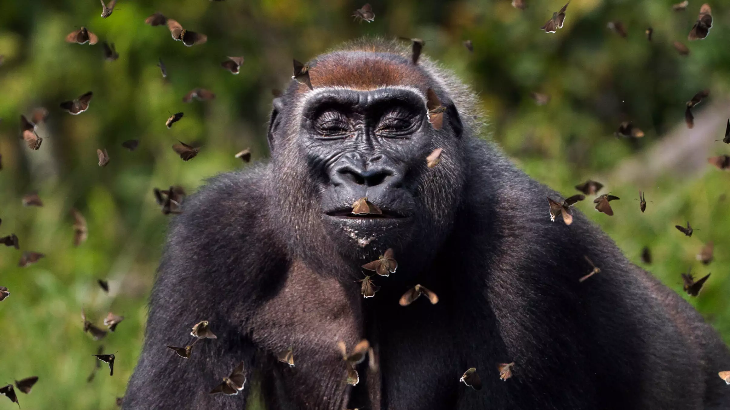 Stunning Image Of Gorilla Surrounded By Butterflies Wins Photography Competition 