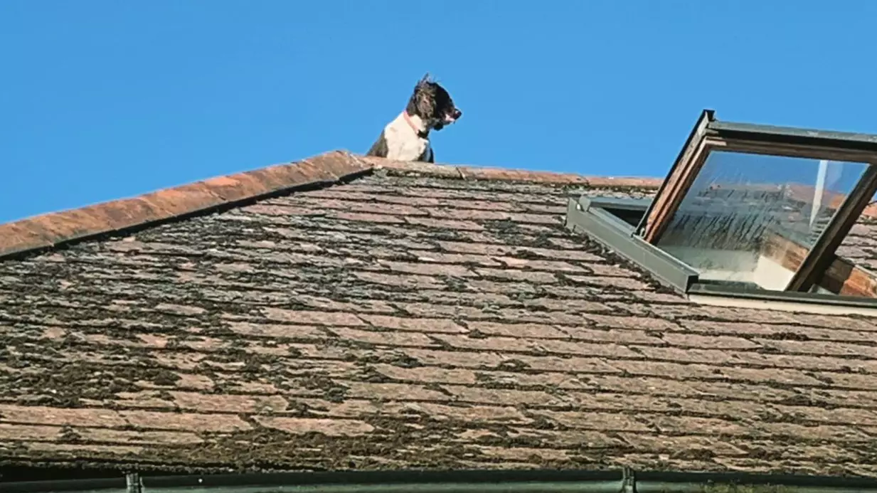 Dog Climbs Onto Roof While Trying To Escape While His Owners Are Out