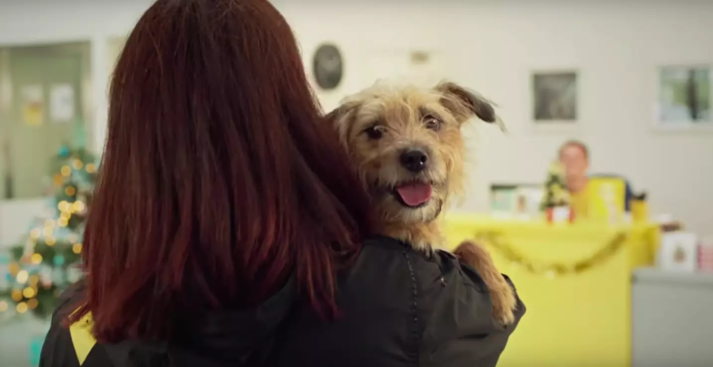 The end of the advert shows the dog being rescued by Dogs Trust. (