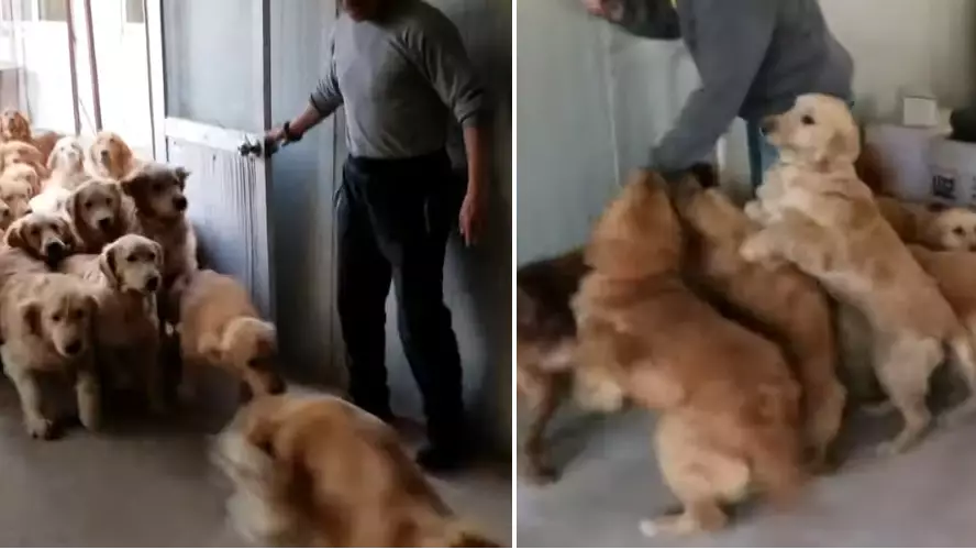  Dozens Of Retrievers Stampede Rescuers Who Saved Them From A Meat Market 