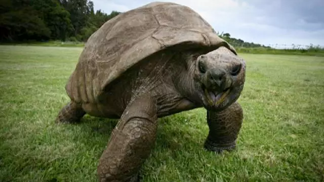 This Seychelles Giant Tortoise Is The Oldest Animal In The World