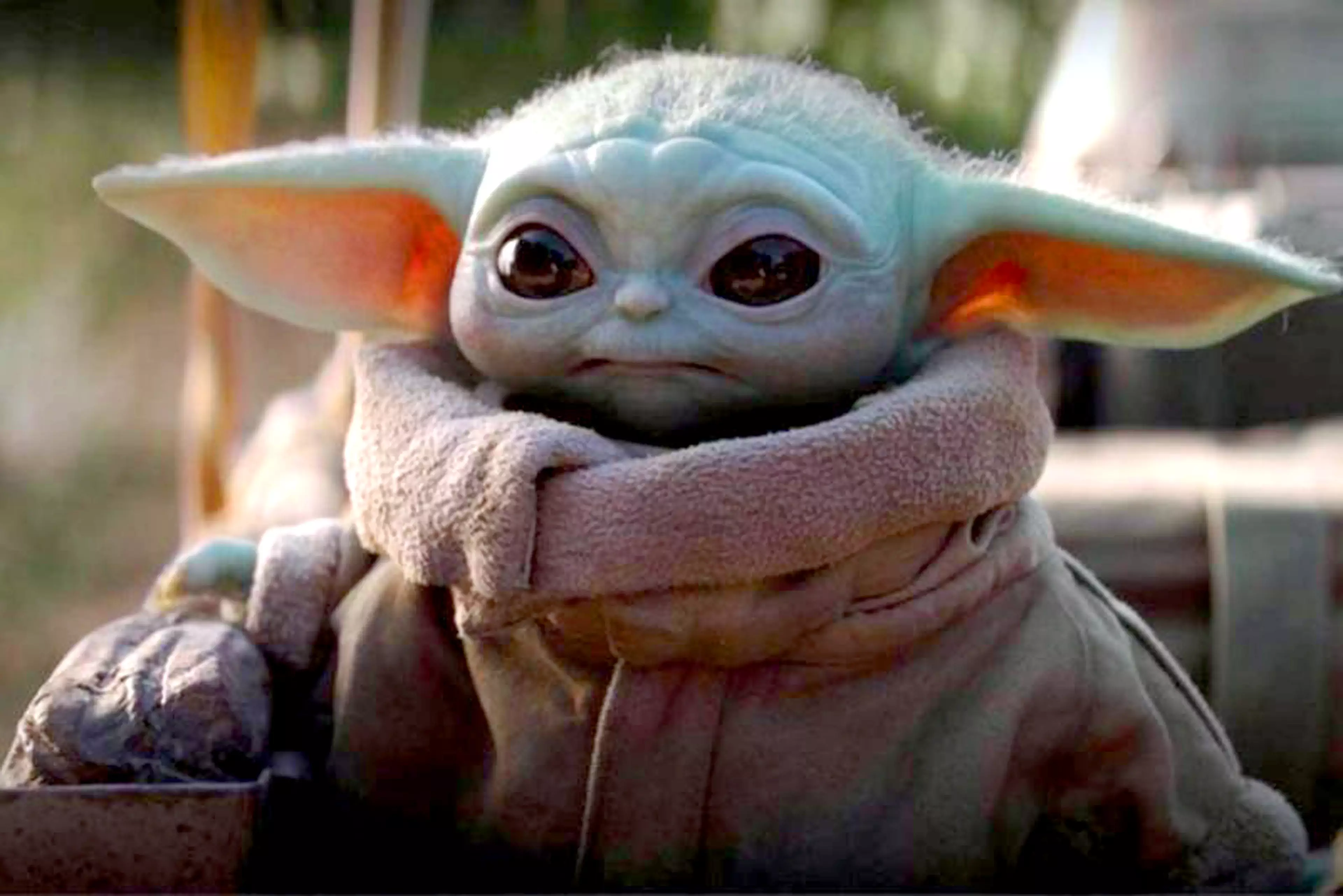 Many online are calling him the feline version of Baby Yoda (