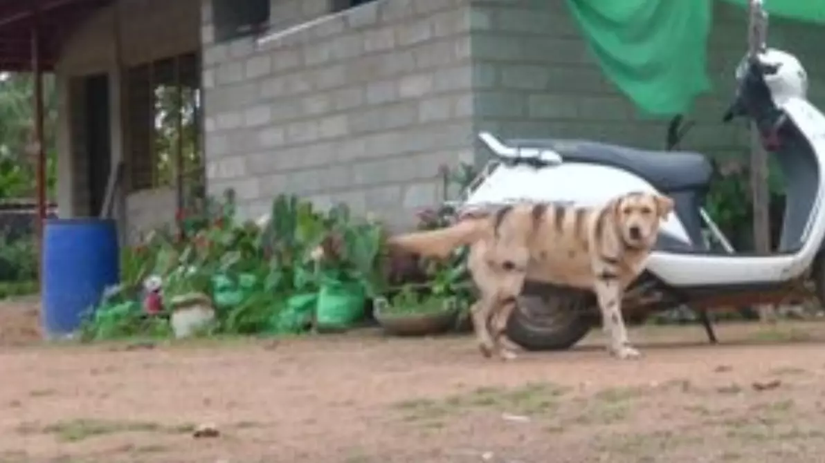 Farmer Paints Dog With Tiger Stripes To Scare Away Monkeys
