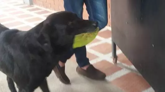 This Dog Has Learned How To Buy Himself Treats From A Local Shop