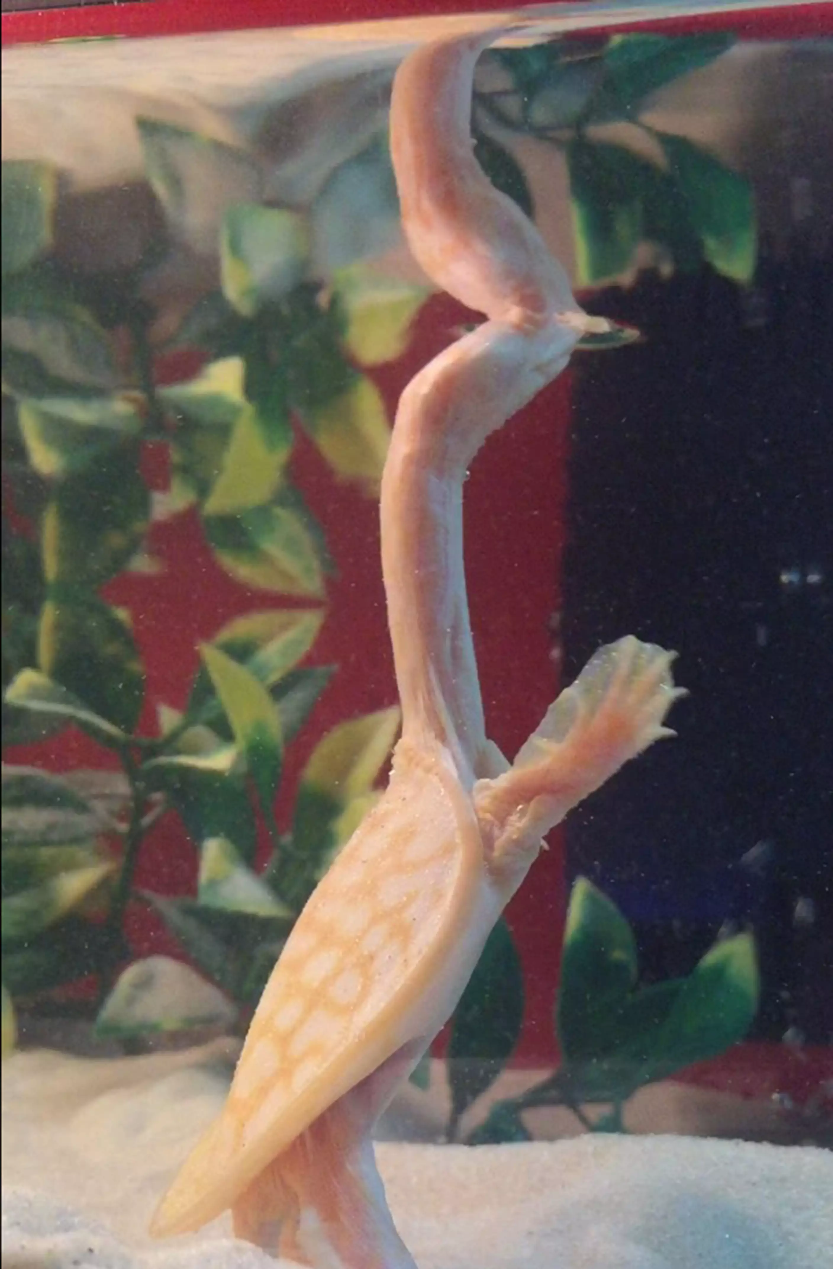 She is rare because she is albino but also her long neck. (