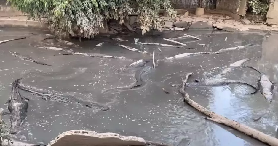 The alligators in their enclosure.