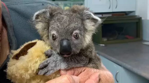 Tiny Koala Joey Makes Incredible Recovery After Being Found Near Bushfires 