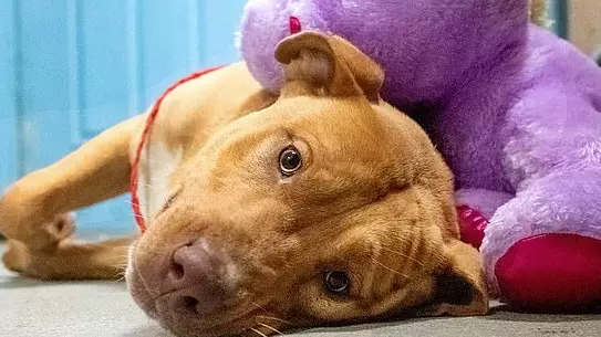 Stray Dog Gets Beloved Purple Toy Bought For Him After He Stole It From A Store Five Times