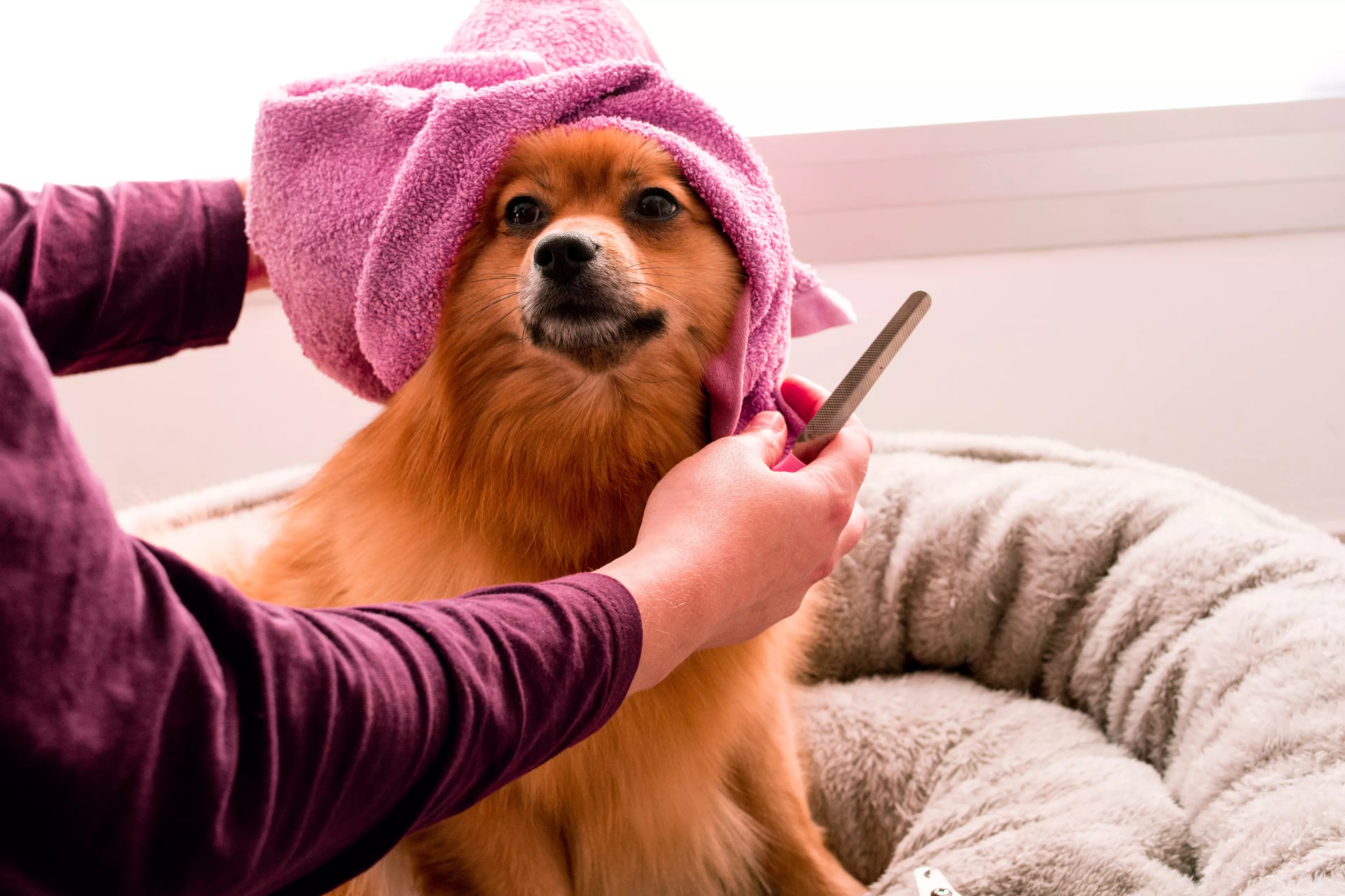 Regular grooming is also an essential part of caring for a dog's health and wellbeing (
