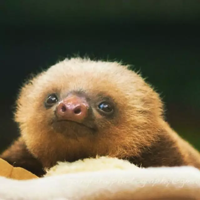 We plan on channelling the mighty sloth for the whole of the festive period. (