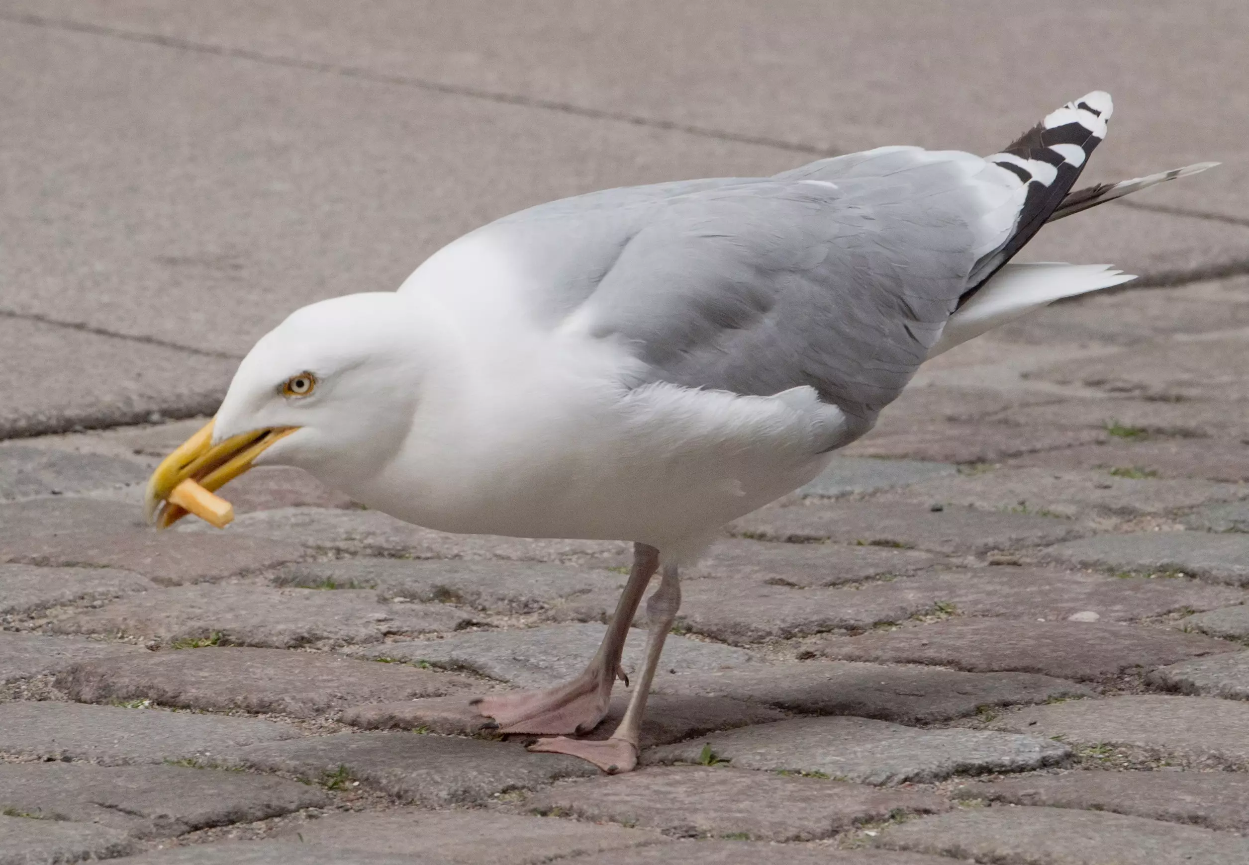 Why seagull, why?