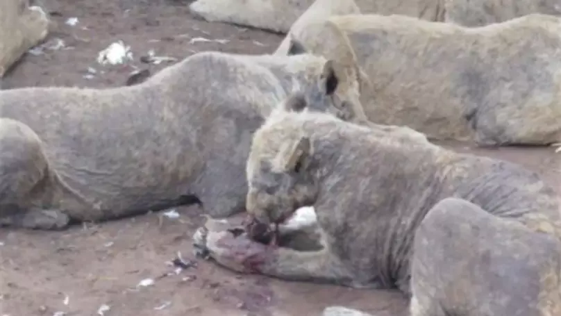 Many farmed lions live in appalling conditions.