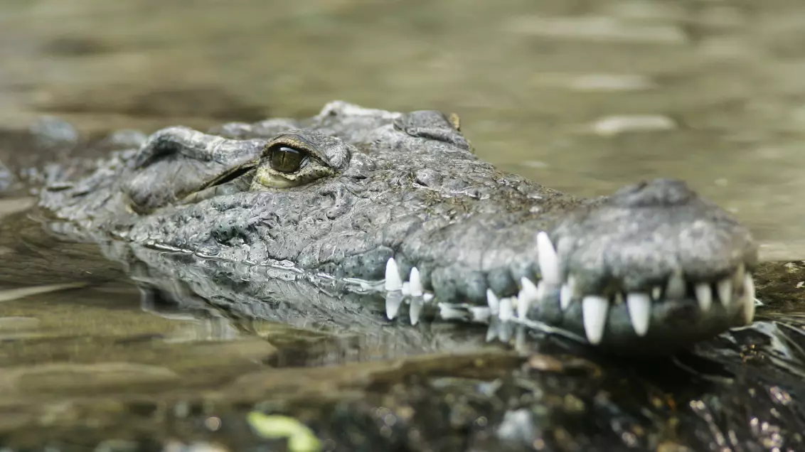 ​Tourists Can Pay £5,000 To Swim Alongside 12ft Long Nile Crocodiles  