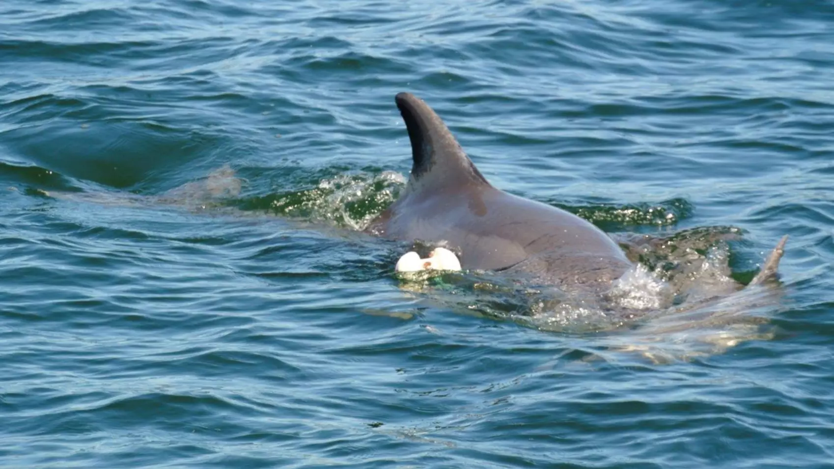 Tragic Picture Of Dolphin Carrying Dead Calf In Western Australia Goes Viral