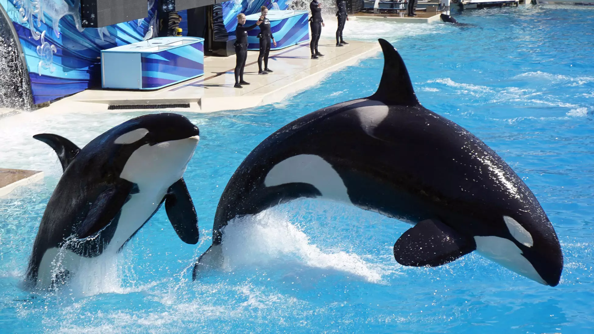 TripAdvisor Ends Ticket Sale To All Attractions That Import And Breed Dolphins And Whales