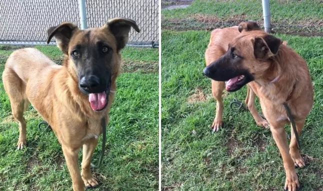 Abandoned Dog Sees Owners At Shelter - But They Wanted A New One