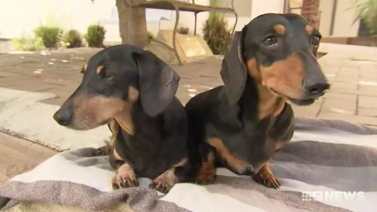 Two Sausage Dogs In Wheelchairs Rescued From Horrific Queensland Home Need Adopting