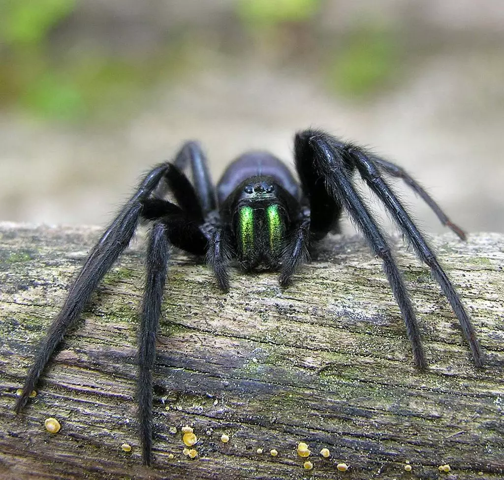 The spiders are often found in British port cities.