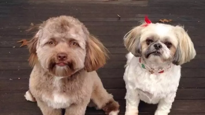 This Dog's Scarily Human Face Is Simultaneously Hilarious, Amazing And Weird As Hell