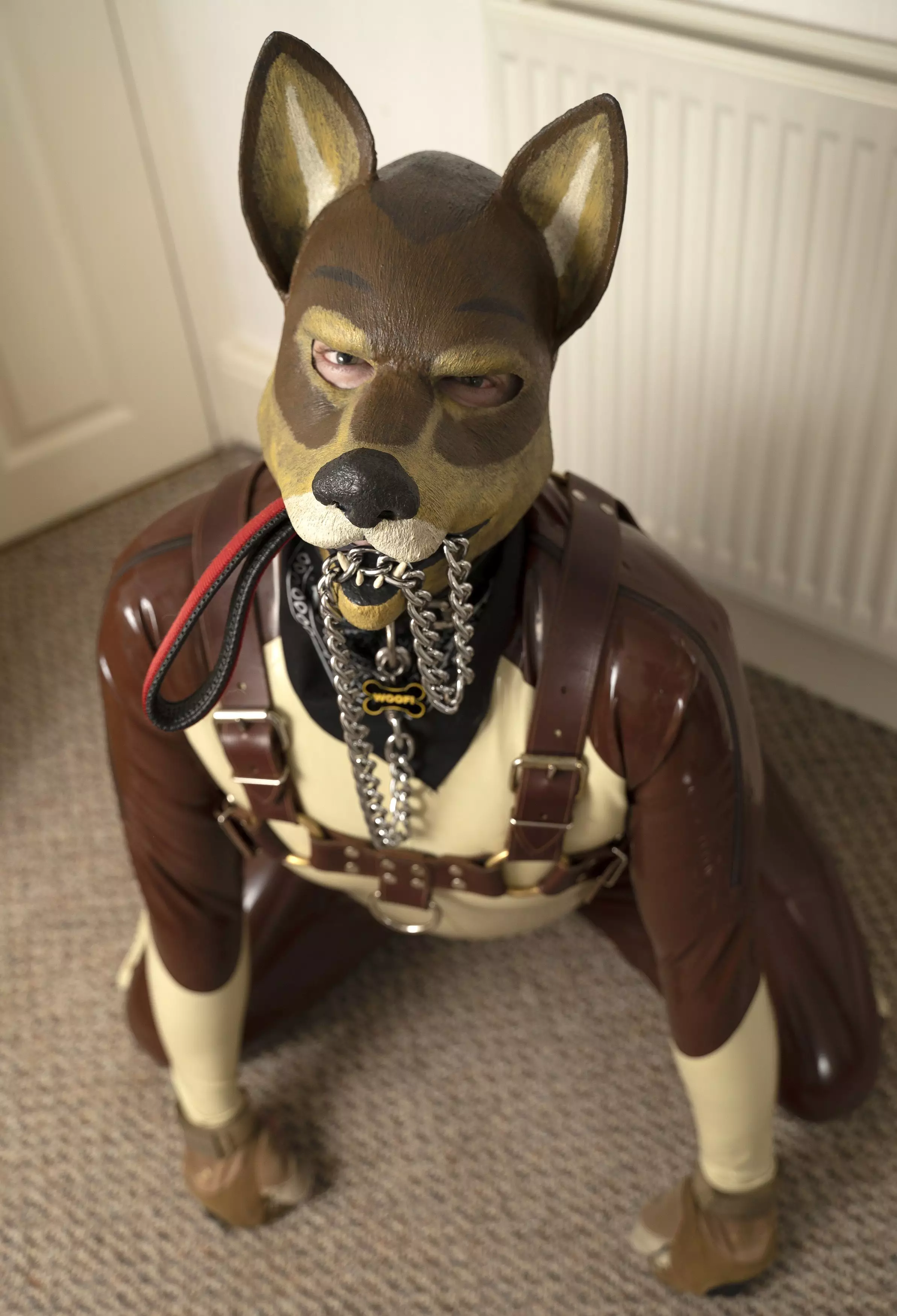 On all fours with his lead in his mouth.