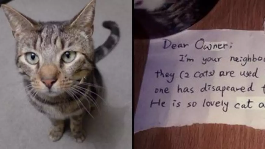 Man Upset Over Cat's Death Gets Note From Neighbour Who Loved Him Too