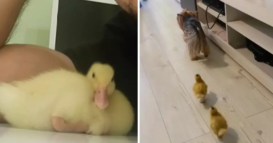 Ducklings Become BFFs With Yorkshire Terrier Dog After Being Rescued From Slaughter