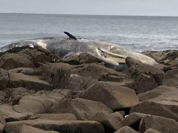 This is reportedly the third time this year a sperm whale has washed up in Ireland this year.
