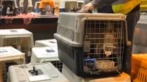 Charity Flies Dozens Of Dogs Rescued From Chinese Meat Trade To New York