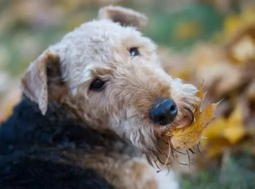 An Airedale terrier called Rolf was the pick of the school.