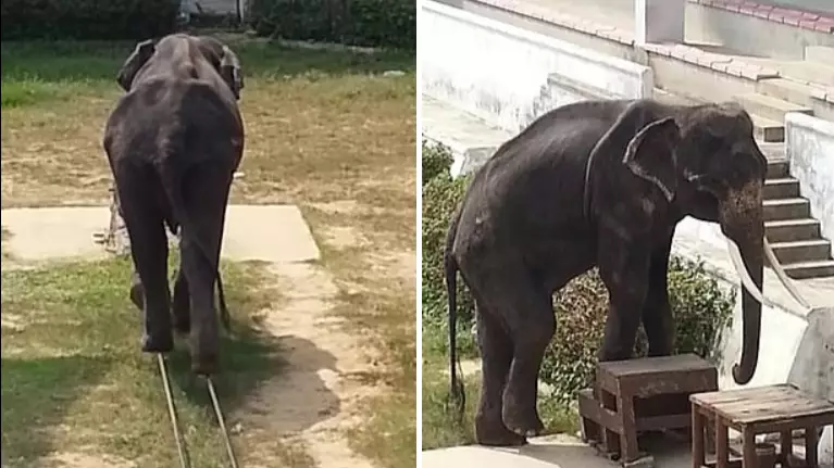 Severely Underweight Elephant Forced To Perform Circus Tricks 