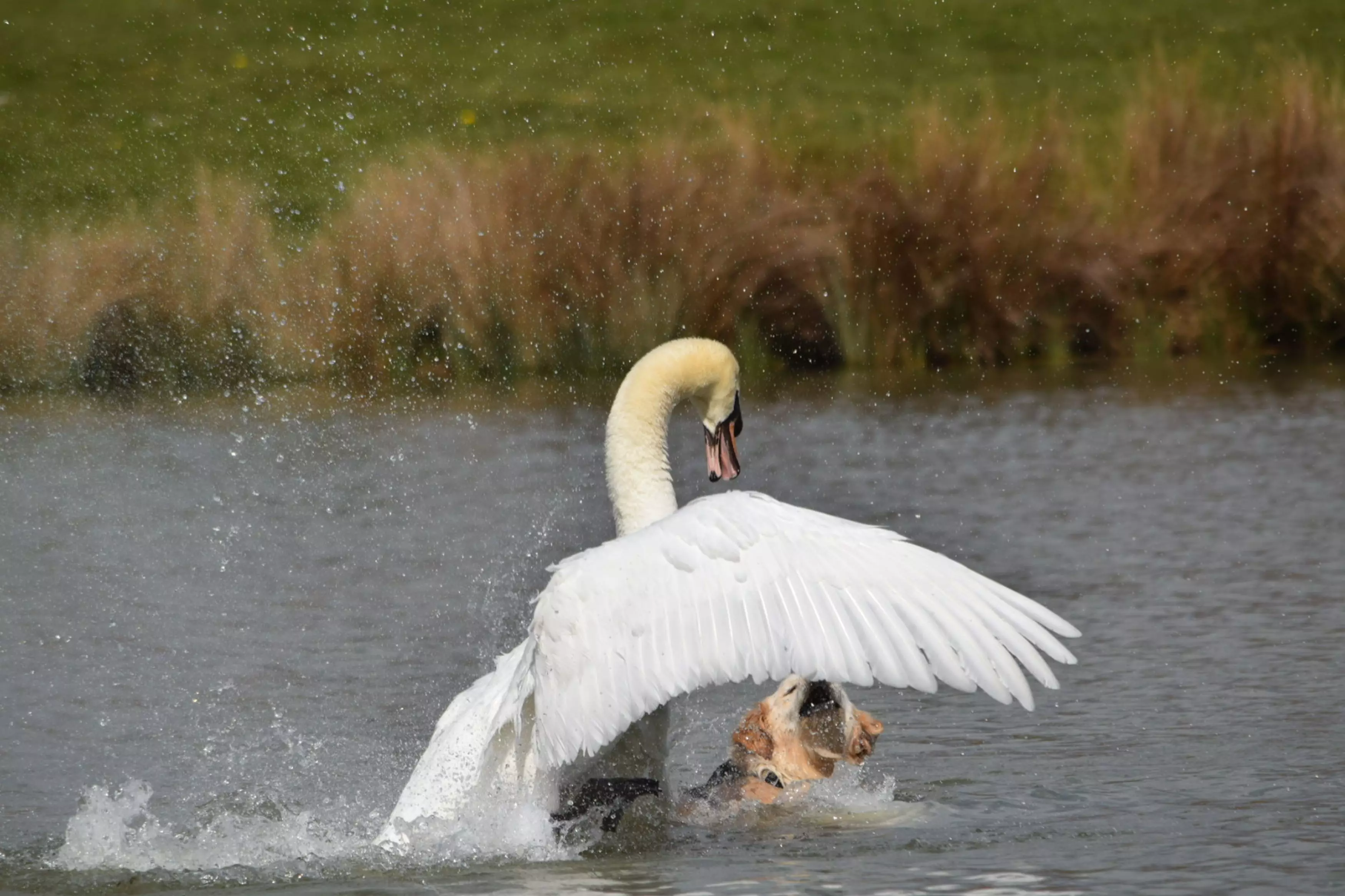 The swan lunged at the paddling dog (