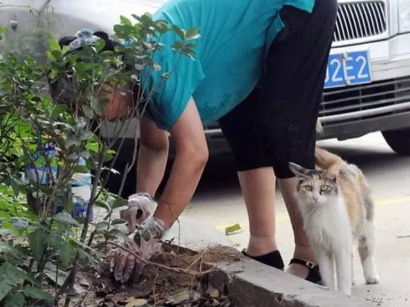 Grief Stricken Cat Tries To Revive Murdered Kittens