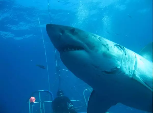 'Deep Blue' the huge great white shark.